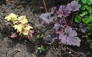 heucherella-golden-zebra+h.frosted-violet