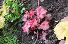 1 mai,heuchera cherry-cola