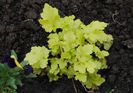 heuchera_lime_marmalade