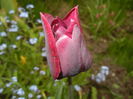 Tulipa Negrita (2015, April 21)