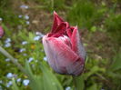 Tulipa Negrita (2015, April 21)