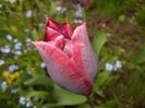 Tulipa Negrita (2015, April 21)
