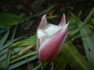 Tulipa Peppermint Stick (2015, April 21)