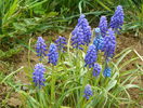 muscari