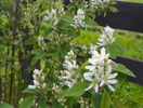 amelanchier alnifolia Obelisk