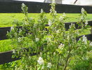 amelanchier alnifolia Obelisk