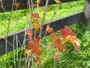 physocarpus Amber Jubilee