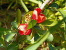 chaenomeles Firedance