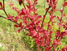 berberis Orange Rocket