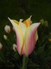 Tulipa Blushing Lady (2015, April 21)