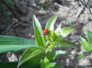 Lily Beetle