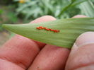 Lily Beetle - eggs