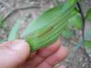 Lily Beetle - eggs