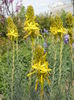 Asphodeline lutea