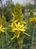 Asphodeline lutea