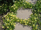 Limnanthes douglasii
