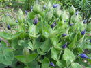Clematis integrifolia - buds