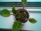 Multumesc Meryanna