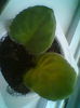 Multumesc Meryanna
