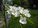 Pear Tree Blossom (2014, April 17)