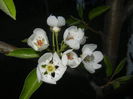 Pear Tree Blossom (2014, April 17)