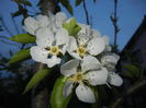 Pear Tree Blossom (2014, April 17)