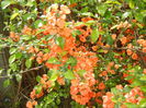Chaenomeles japonica (2015, April 18)