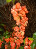 Chaenomeles japonica (2015, April 18)