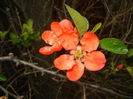 Chaenomeles japonica (2015, April 18)