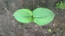 hosta necunoscut