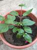 fuchsia blacky achizitionare plant shop