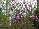 magnolia Susan