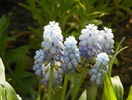 muscari Valerie Finnis