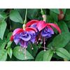fuchsia-charlie-dimmock