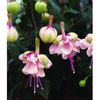 fuchsia-southgate imagine catalog plant shop