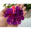 fuchsia-voodoo imagine catalog plant shop