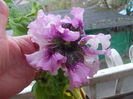 DSCN5495