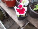 DSCN5522