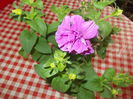 DSCN5526