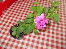 DSCN5528