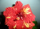 SAM_4623