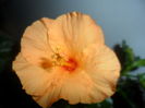 SAM_4670