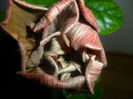 SAM_4677