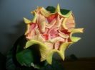 SAM_4682