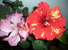 SAM_4625