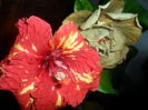SAM_4628