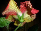 SAM_4640
