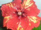 SAM_4651