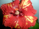 SAM_4655