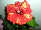 SAM_4657